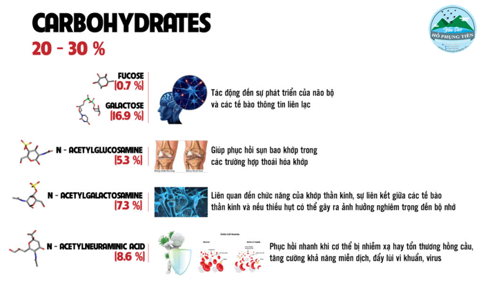 yến sào yến sào
