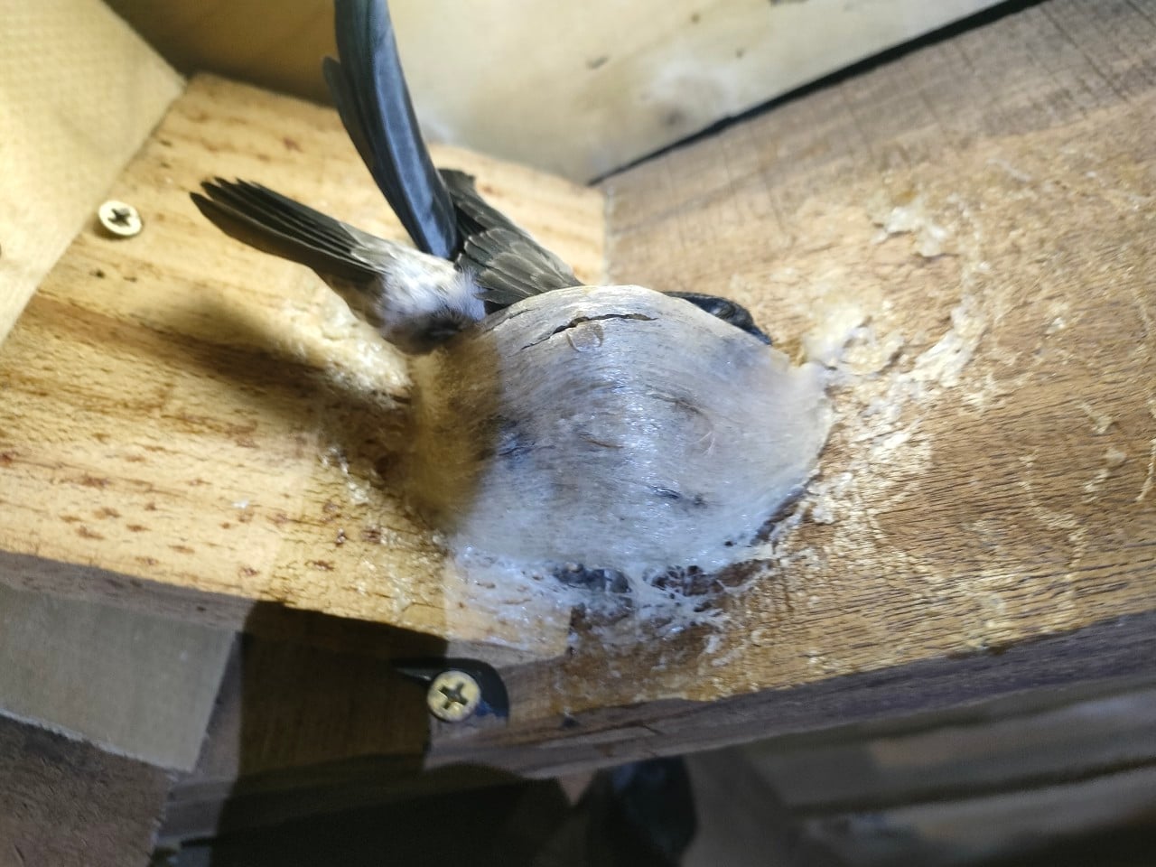 tổ yến nguyên chất tổ yến nguyên chất