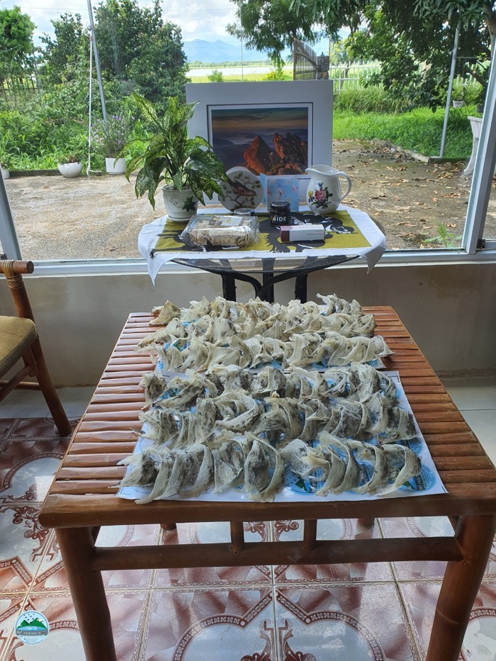 thu hoạch tổ yến thu hoạch tổ yến