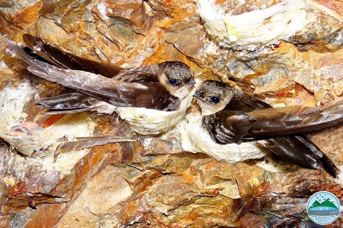 Các loại yến sào Các loại yến sào