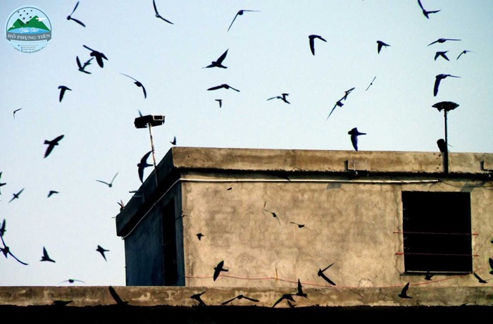 Các loại yến sào Các loại yến sào