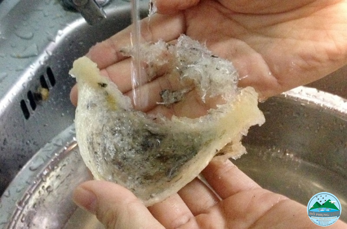 cách làm sạch lông trong tổ yến cách làm sạch lông trong tổ yến