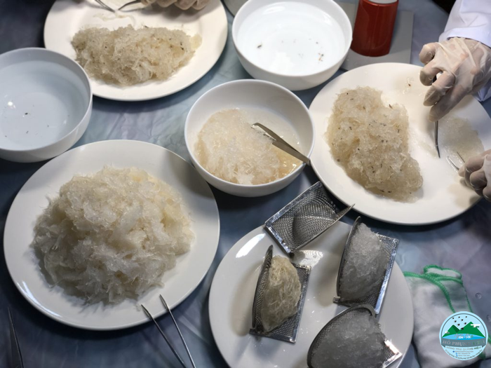 cách làm sạch lông yến sào cách làm sạch lông yến sào