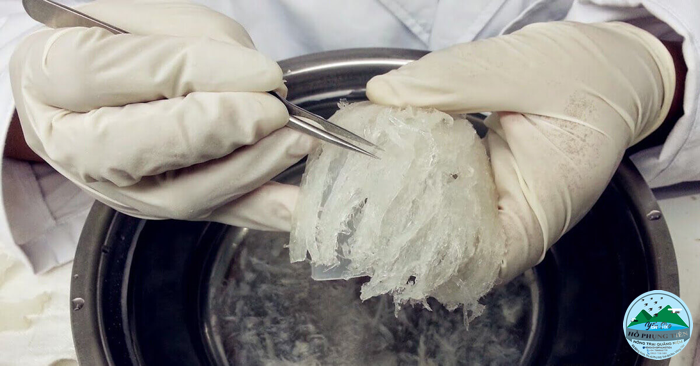 cách làm sạch và chế biến tổ yến cách làm sạch và chế biến tổ yến