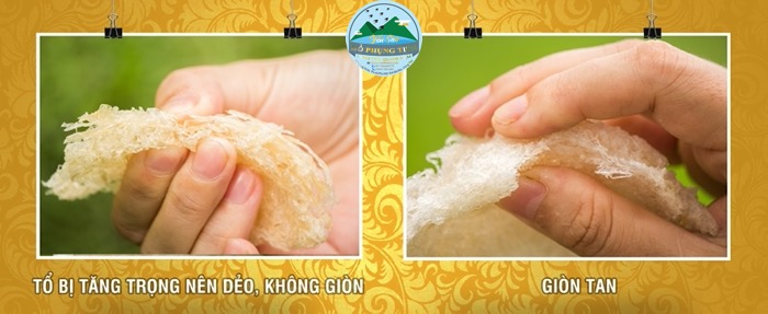 Cách phân biệt tổ yến thật hay giả Cách phân biệt tổ yến thật hay giả