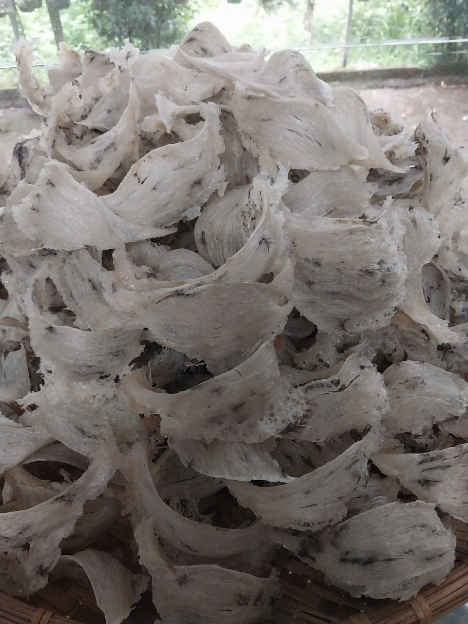 tổ yến thô tổ yến thô