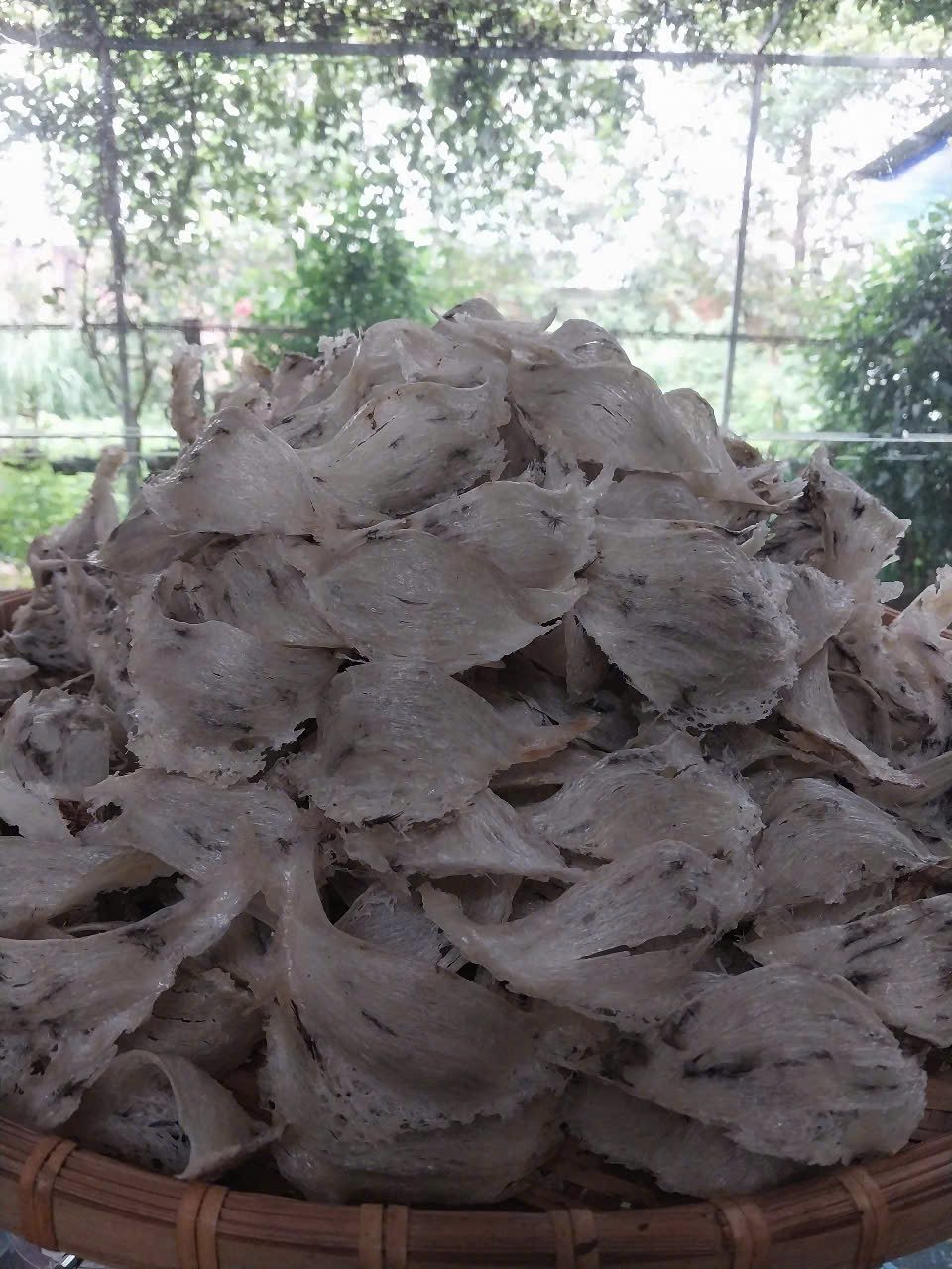 tổ yến thô tổ yến thô