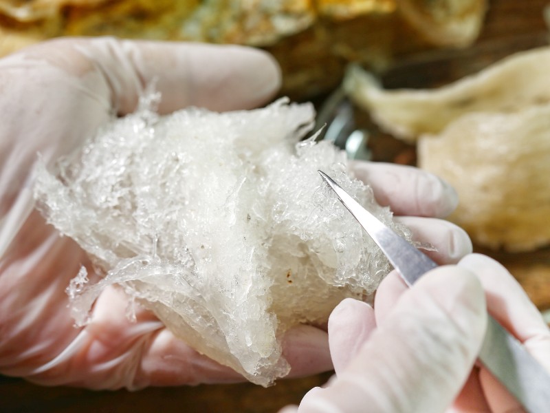 Các bước chế biến tổ yến thô trước khi chưng – Đừng bỏ qua! Các bước chế biến tổ yến thô trước khi chưng – Đừng bỏ qua!