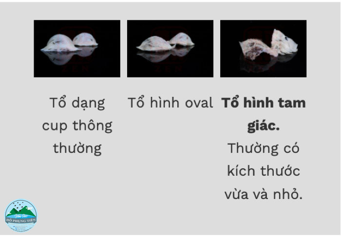Có mấy loại yến sào Có mấy loại yến sào