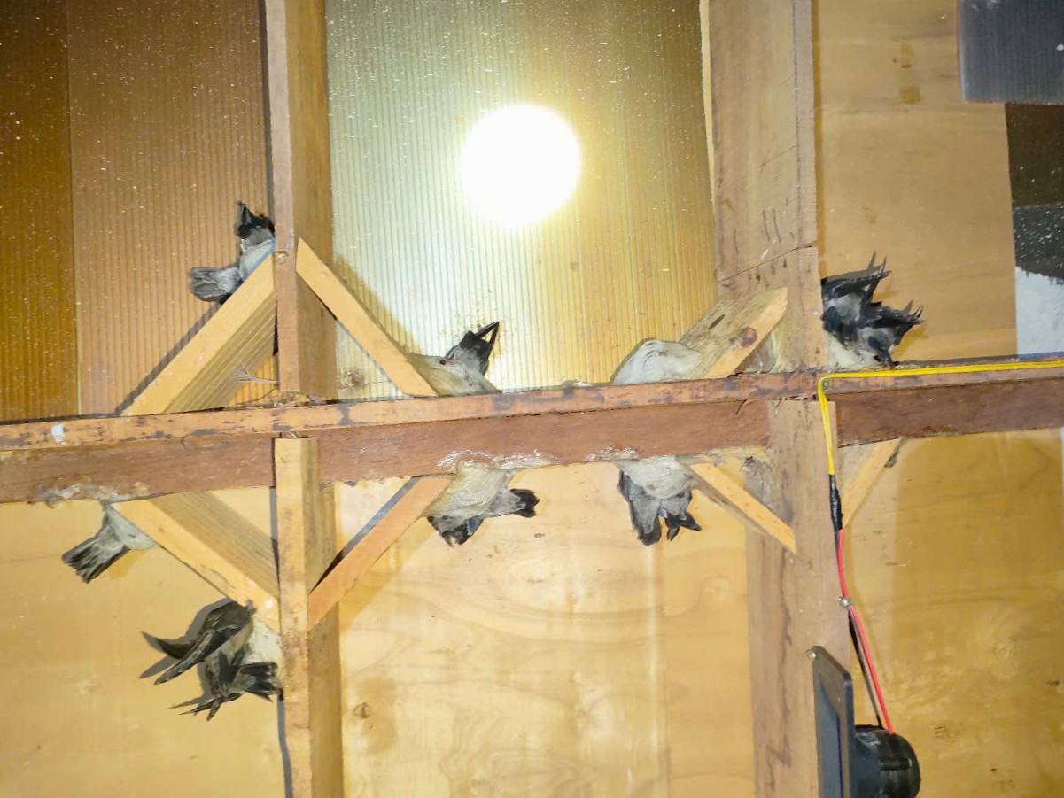 Giá tổ yến thô hiện nay và 3 sai lầm người mua hay mắc phải Giá tổ yến thô hiện nay và 3 sai lầm người mua hay mắc phải