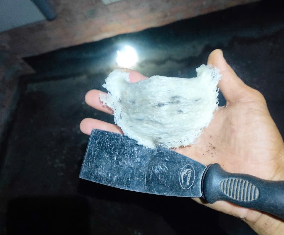 Giá tổ yến thô hiện nay và 3 sai lầm người mua hay mắc phải Giá tổ yến thô hiện nay và 3 sai lầm người mua hay mắc phải