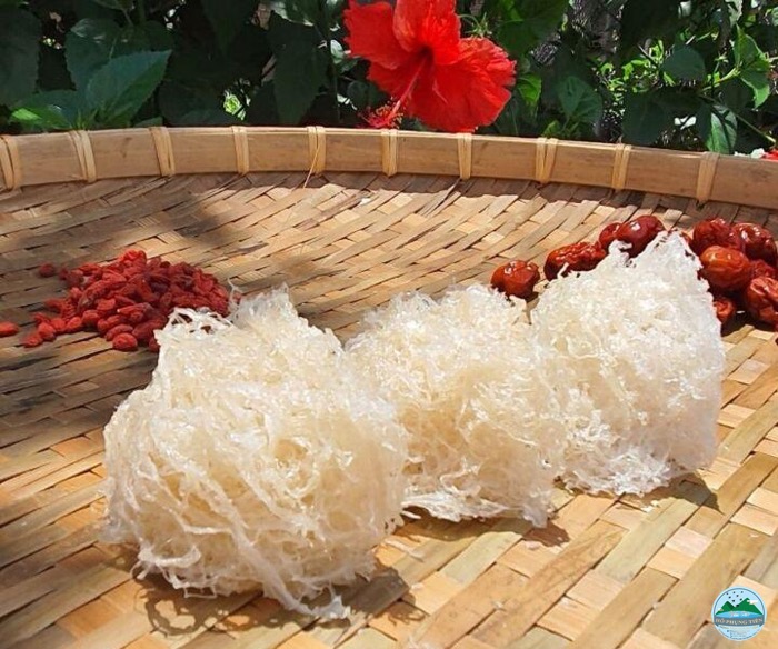 Hướng dẫn chưng yến cho bé Hướng dẫn chưng yến cho bé