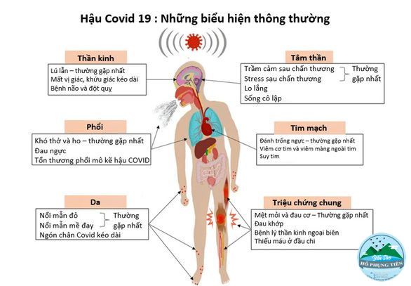 Hướng dẫn chưng yến đường phèn Hướng dẫn chưng yến đường phèn