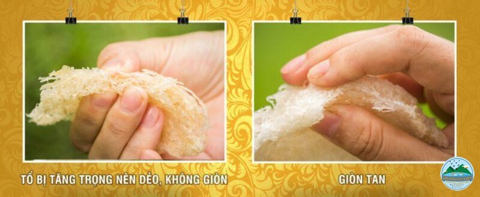 Kinh nghiệm mua yến sào Kinh nghiệm mua yến sào