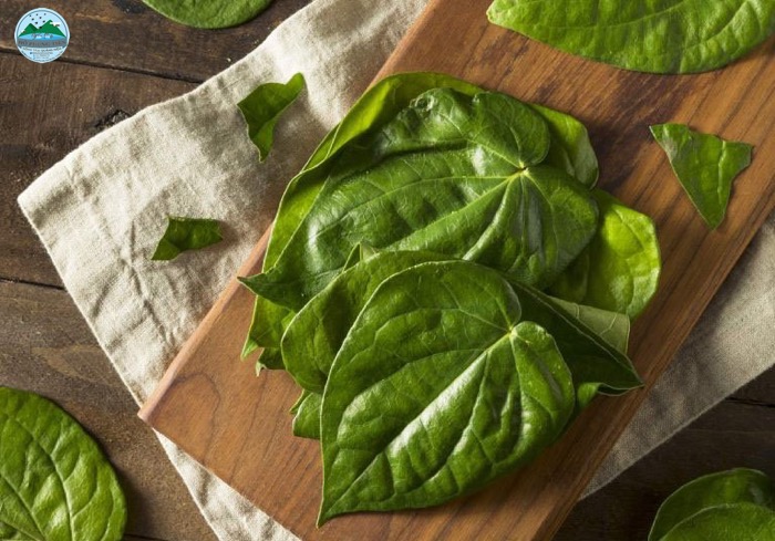 Lá tắm cho bà đẻ Lá tắm cho bà đẻ