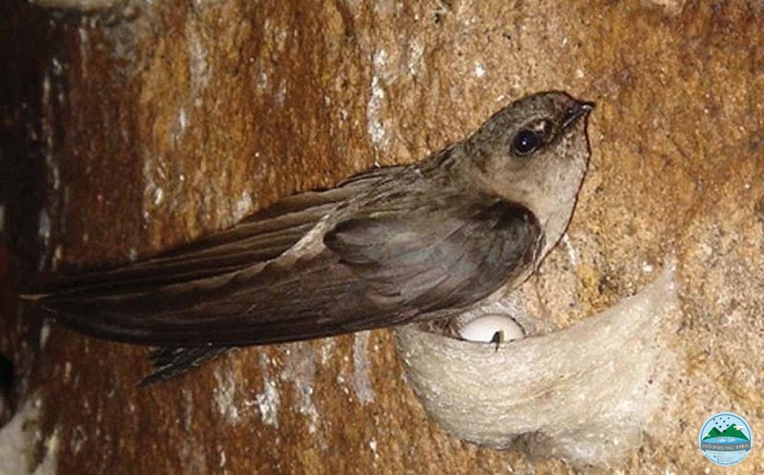 Nguồn gốc của yến sào Nguồn gốc của yến sào