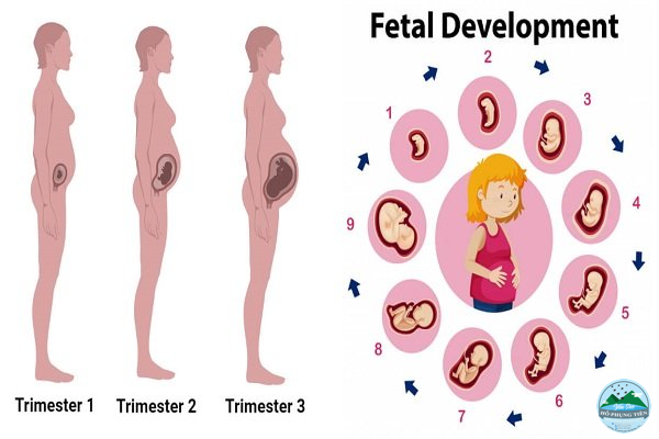 Quá trình mang thai của phụ nữ Quá trình mang thai của phụ nữ