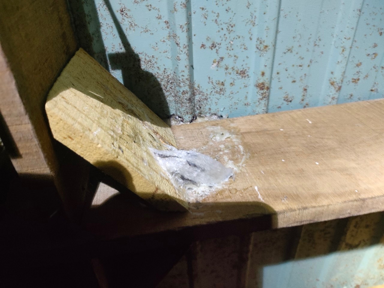 thu hoạch tổ yến thu hoạch tổ yến