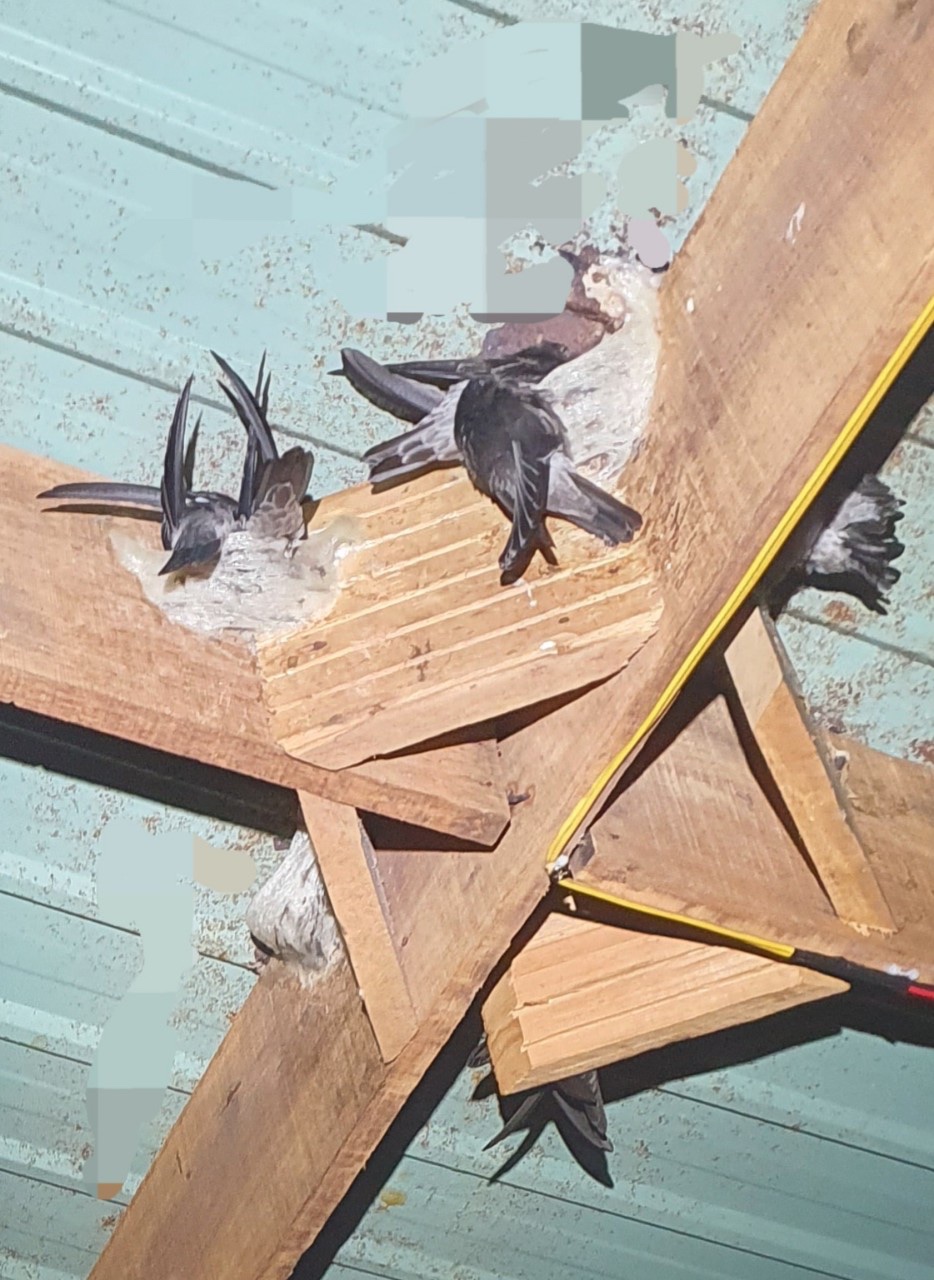 Quy trình làm tổ yến Quy trình làm tổ yến