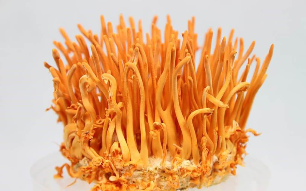 sản phẩm dinh dưỡng cho người già sản phẩm dinh dưỡng cho người già