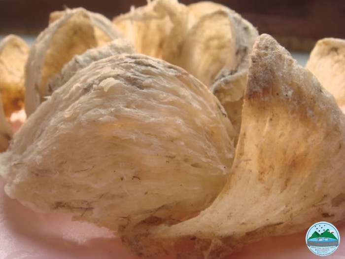 So sánh các loại yến sào So sánh các loại yến sào