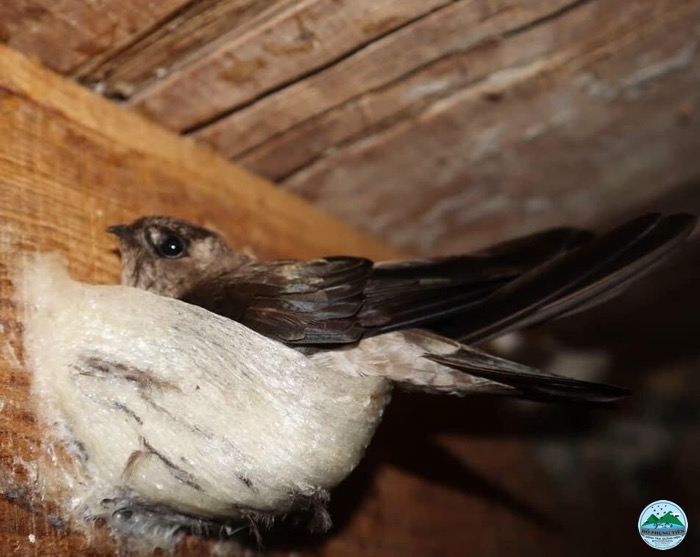 Tác dụng của tổ yến với trẻ em Tác dụng của tổ yến với trẻ em