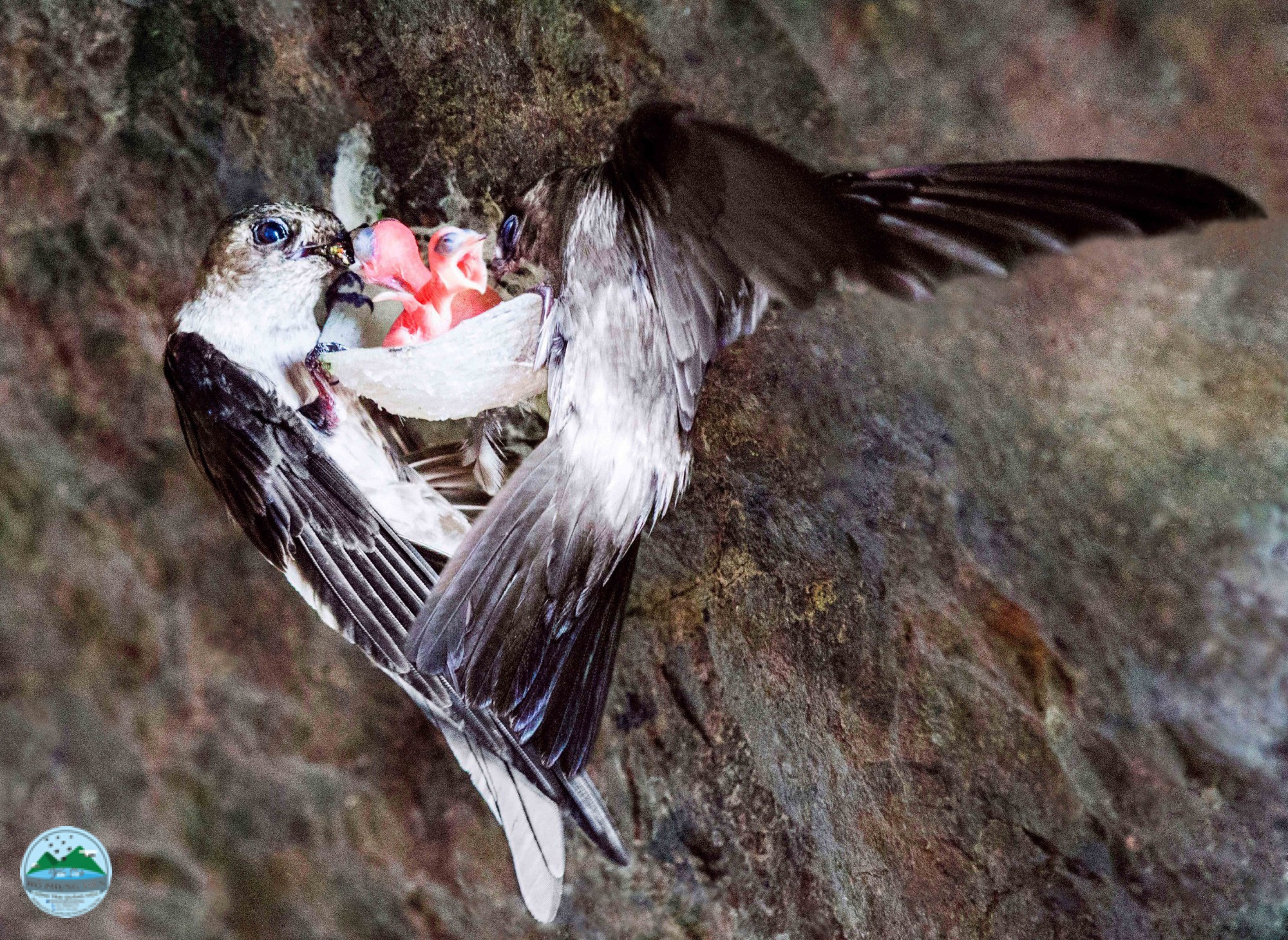 Tác dụng của tổ yến với trẻ em Tác dụng của tổ yến với trẻ em