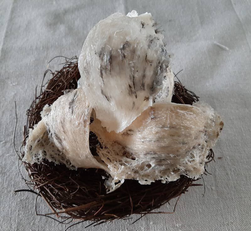 Tổ yến sào thô và tinh chế khác nhau thế nào? Nên mua loại nào? Tổ yến sào thô và tinh chế khác nhau thế nào? Nên mua loại nào?