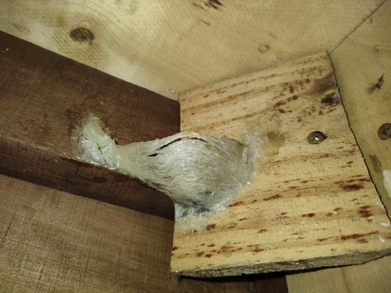 yến sào biếu tặng yến sào biếu tặng