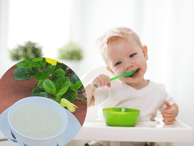 Khi nào thì trẻ nên dùng yến sào? Khi nào thì trẻ nên dùng yến sào?