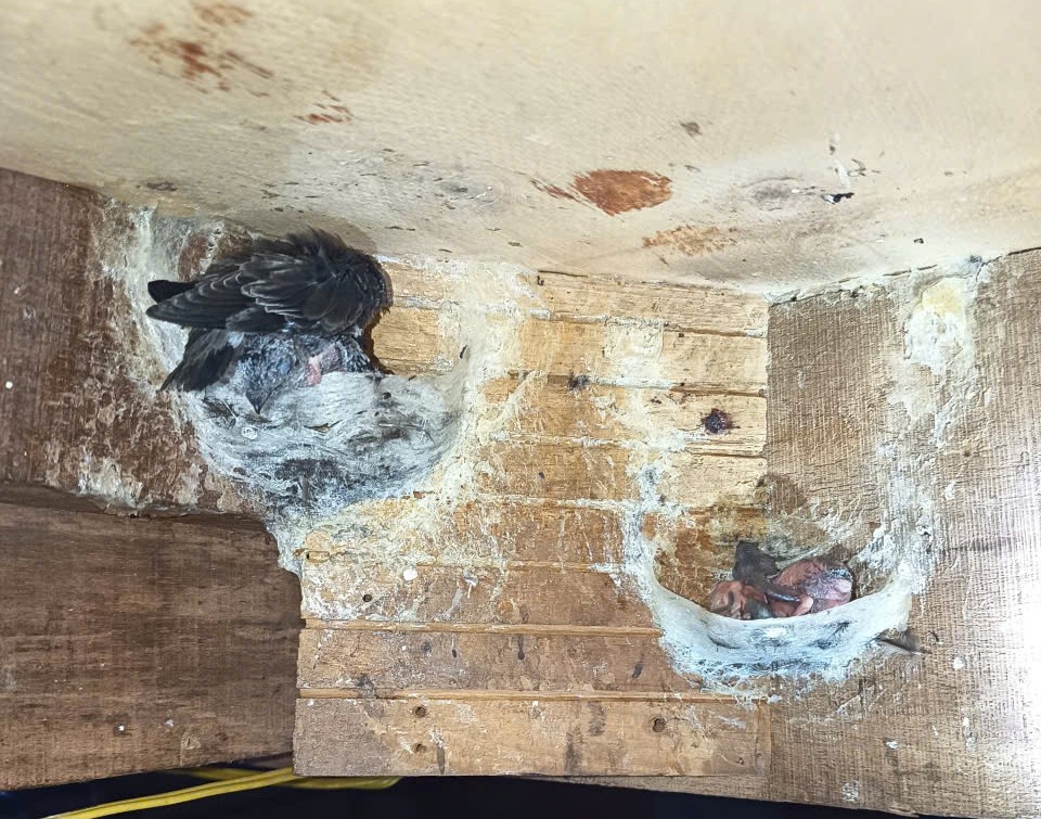 yến sào cho người già yến sào cho người già