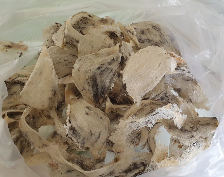 Yến sào Yến sào