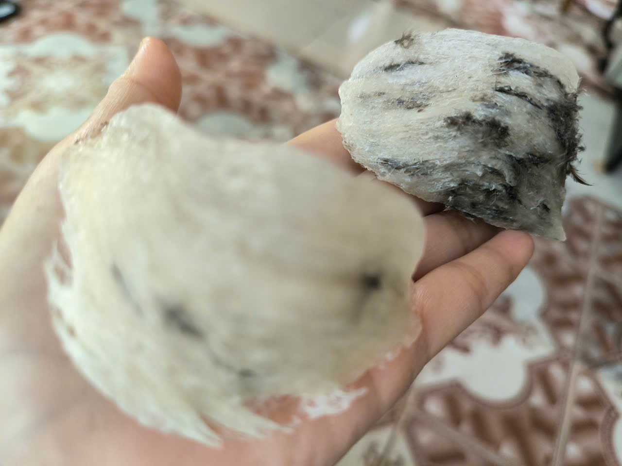 Yến sào Yến sào