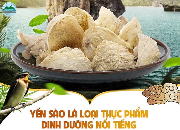 Yến sào có thực sự tốt Yến sào có thực sự tốt