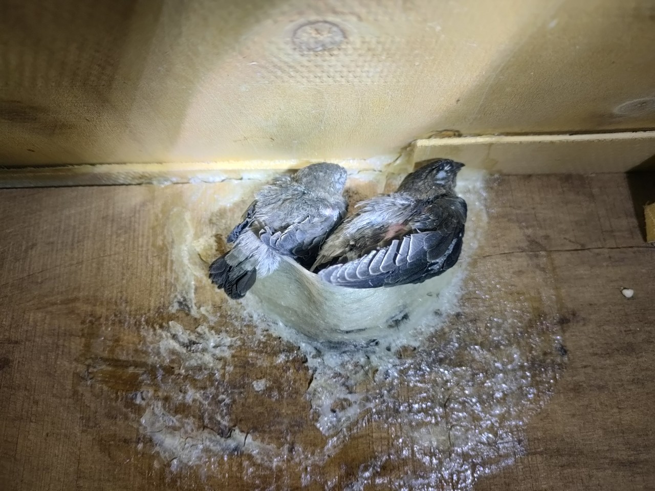 yến sào yến sào