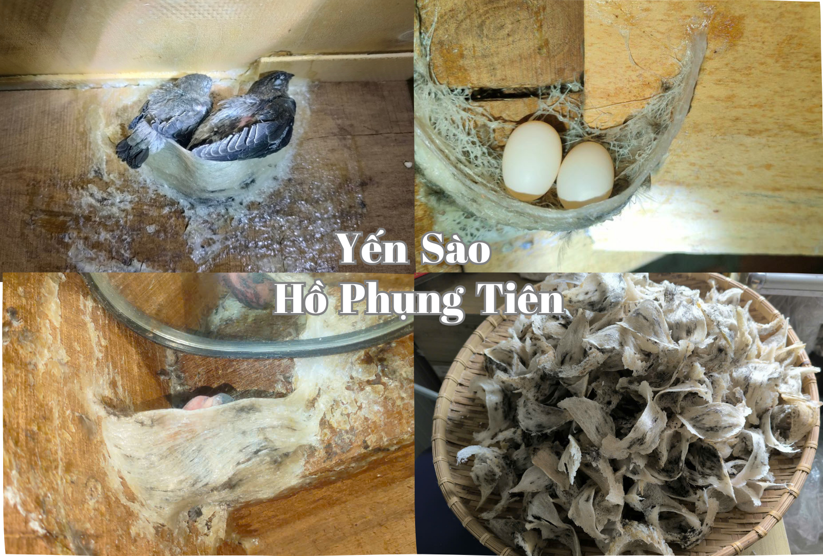 yến sào yến sào