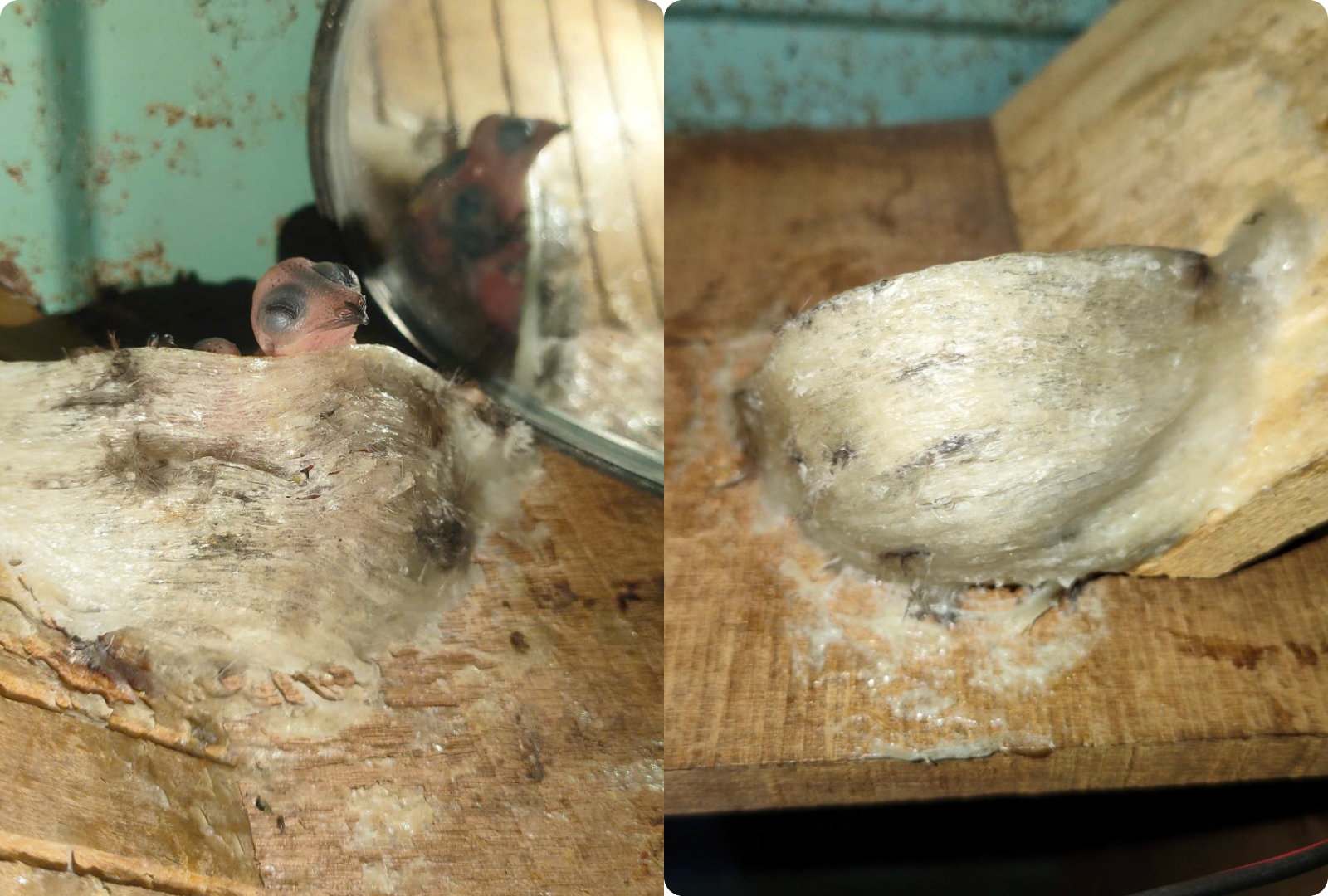 yến thô yến thô