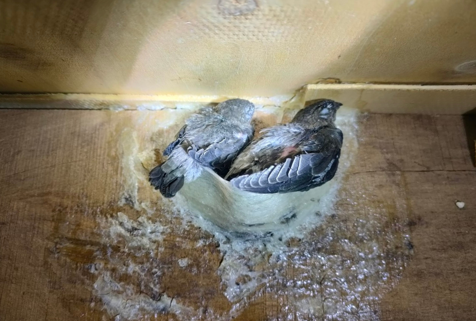 Yến sào Yến sào