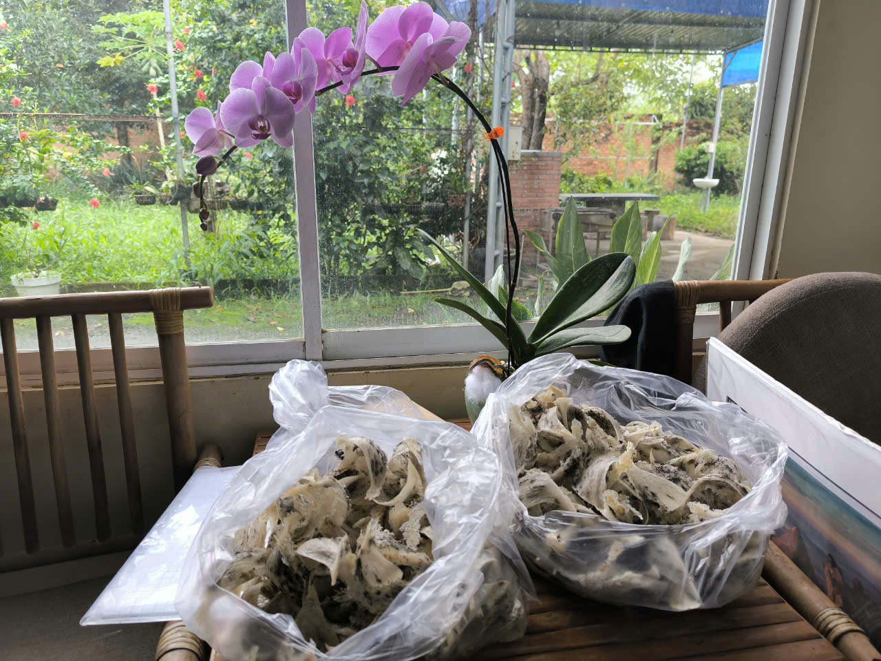 yến sào món quà quý cho sức khỏe yến sào món quà quý cho sức khỏe