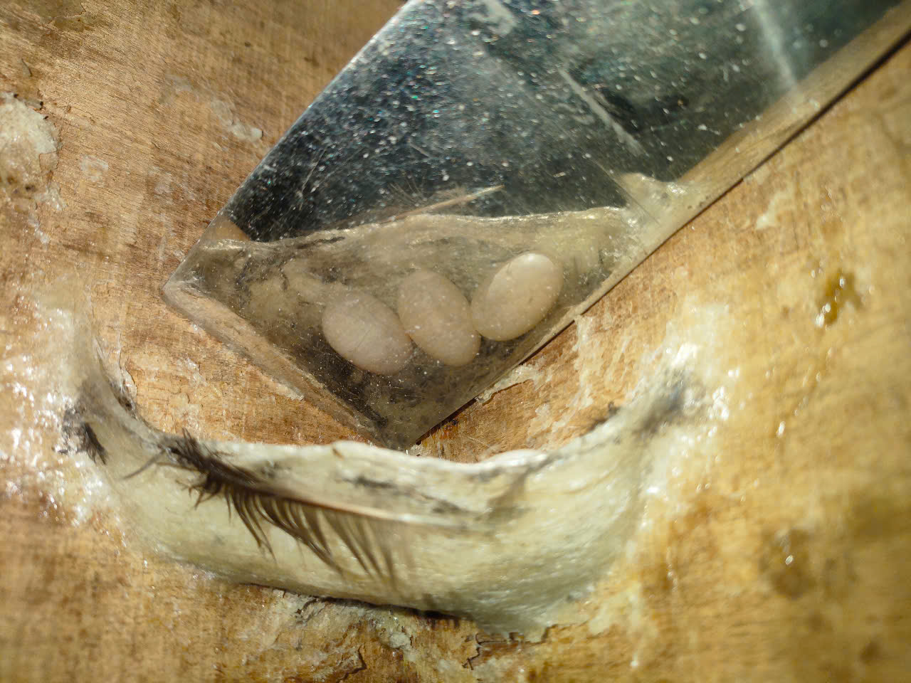 Yến sào nguyên chất Yến sào nguyên chất