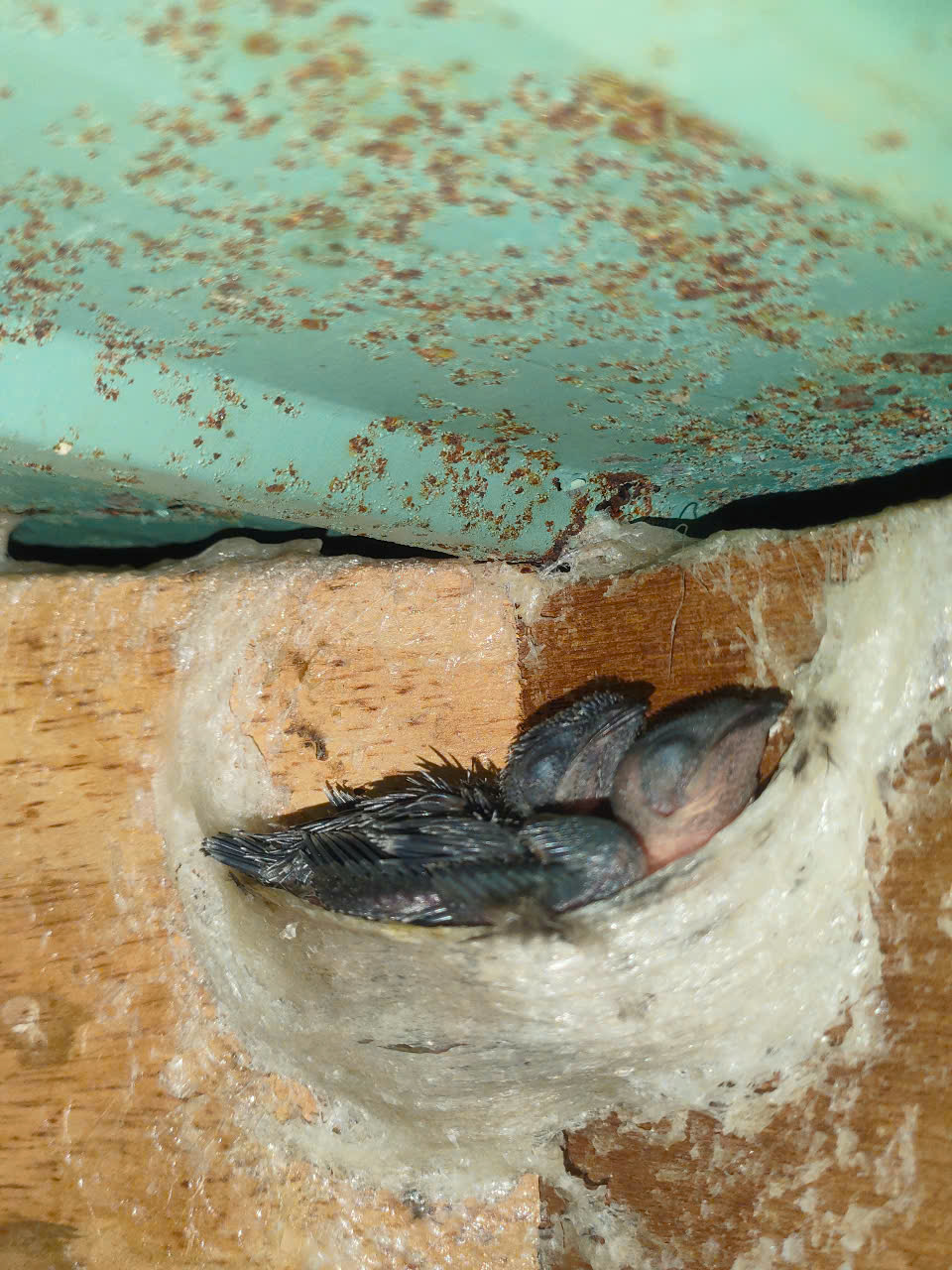 Yến sào nguyên chất Yến sào nguyên chất