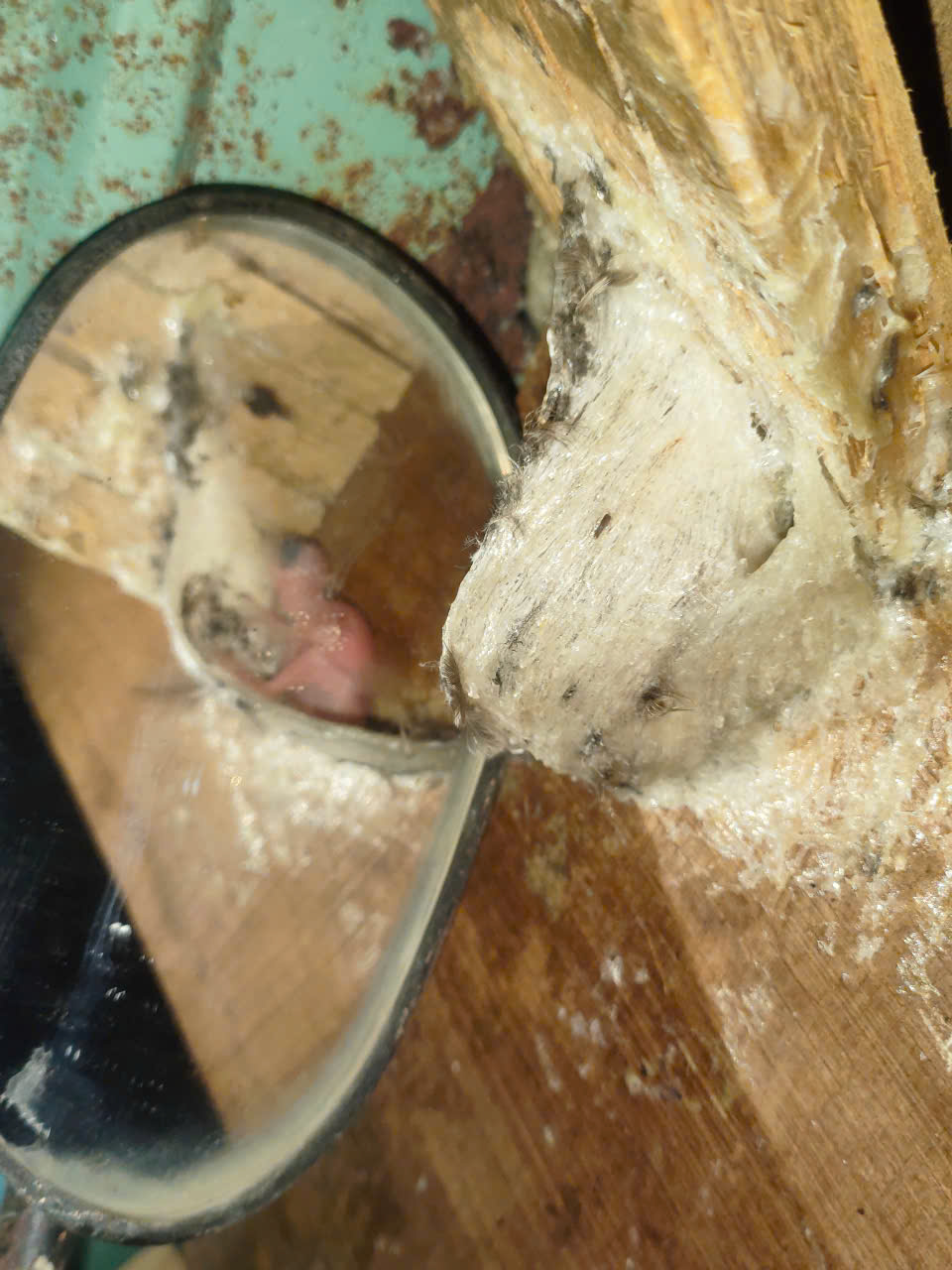 Yến sào nguyên chất Yến sào nguyên chất