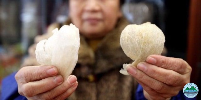 Yến sào nguyên chất Yến sào nguyên chất