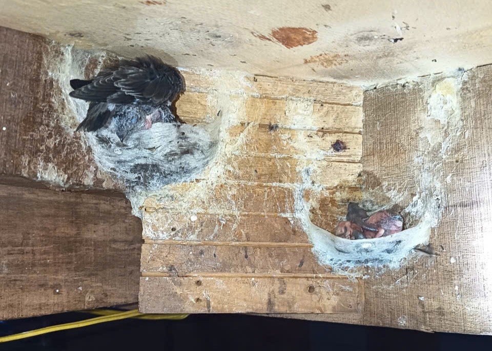 yến sào quà tặng yến sào quà tặng