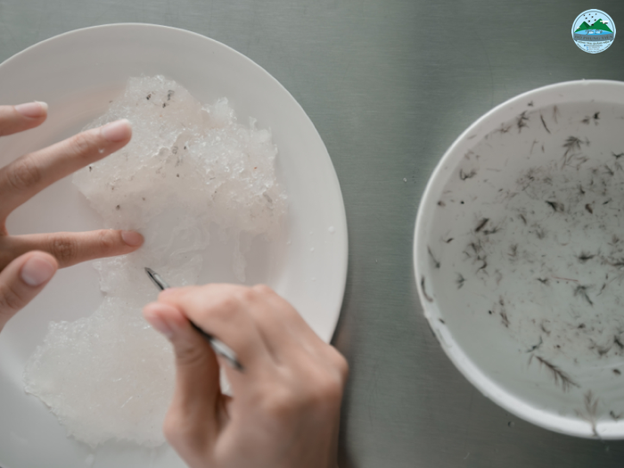 yến sào sạch yến sào sạch