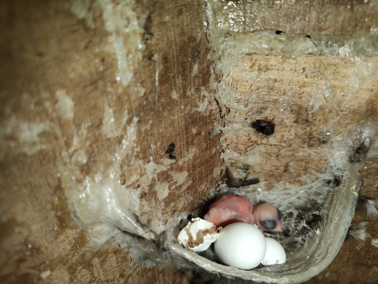 yến sào yến sào