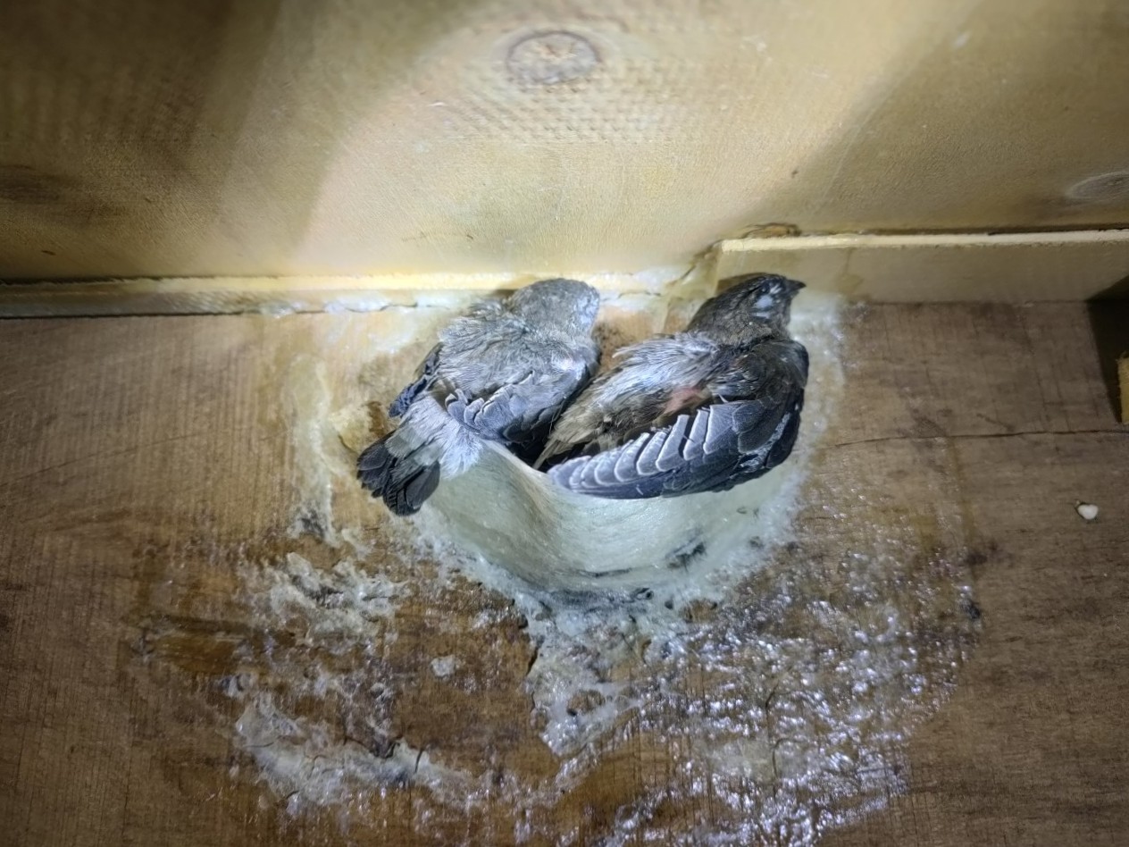 yến sào thăm bệnh yến sào thăm bệnh