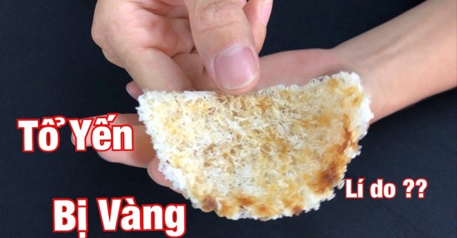 yến sào thật yến sào thật