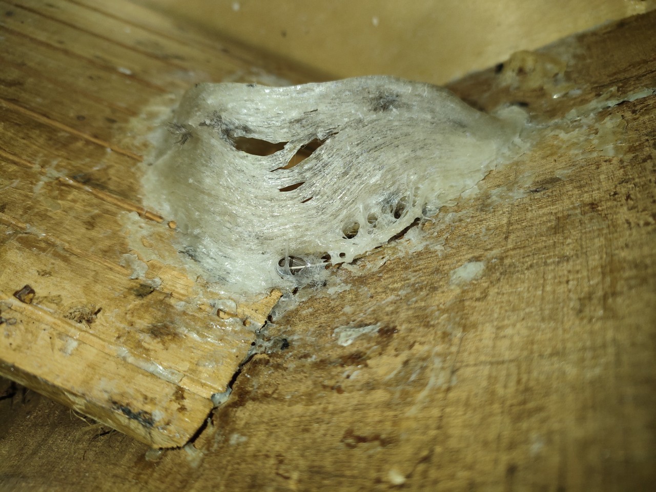 Cách dùng yến sào đúng cách để đạt hiệu quả cao nhất Cách dùng yến sào đúng cách để đạt hiệu quả cao nhất