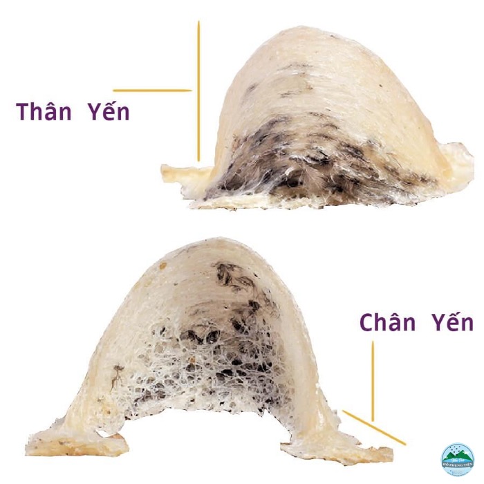 Yến thô chất lượng có giá bao nhiêu Yến thô chất lượng có giá bao nhiêu